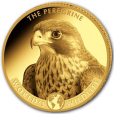 0.5 Gramm Gold - Kongo Worlds Wildlife Peregrin Falcon 2024 Proof